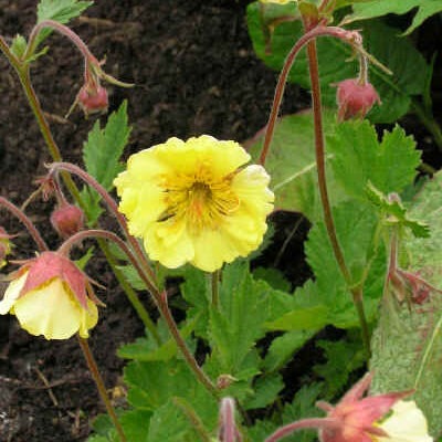 GEUM 'Lisanne'