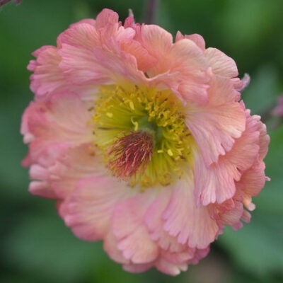 GEUM 'Mai Tai'