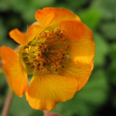GEUM 'Marmalade'