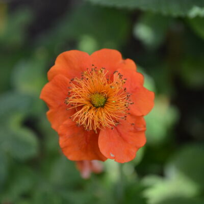 Geum 'Nordek'