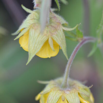 GEUM 'Norwell Yellow Lamp'