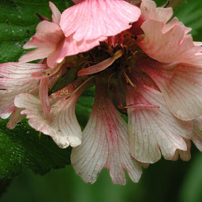 GEUM 'Pink Frills'