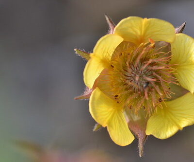 GEUM 'Poco'