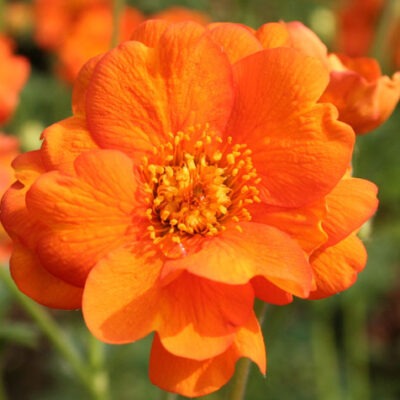 GEUM 'Prinses Juliana'