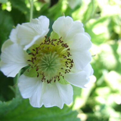 GEUM rivale 'Snowflake'