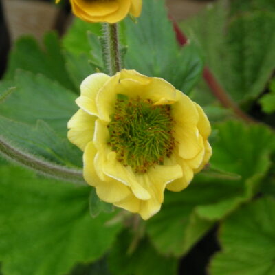 GEUM 'Stacey's Sunrise'
