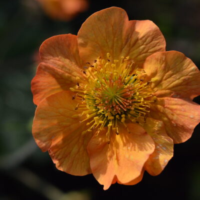 GEUM 'Totally Tangerine'