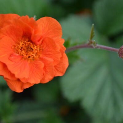 GEUM coccineum 'Werner Arends'
