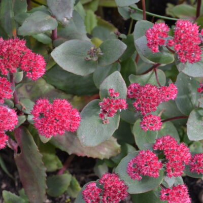 HYLOTELEPHIUM 'Red Cauli'
