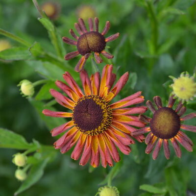 HELENIUM 'Loysder Wieck' (Mail Order)
