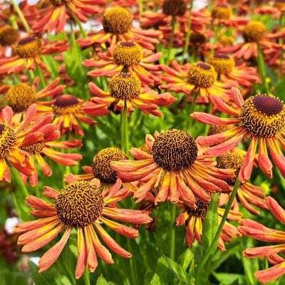 HELENIUM 'Loysder Wieck'