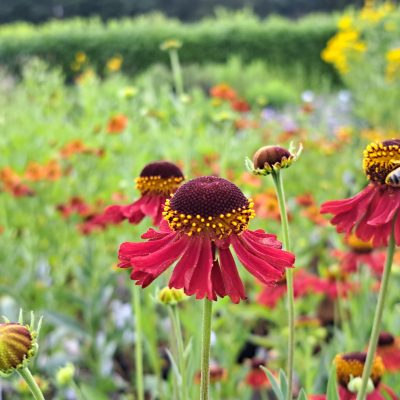HELENIUM 'Moerheim Beauty'