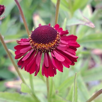 HELENIUM 'Ruby Thuesday'