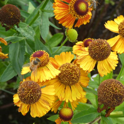 HELENIUM 'Amber'