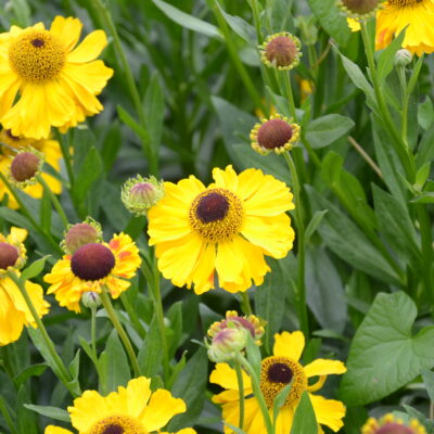 HELENIUM 'El Dorado'