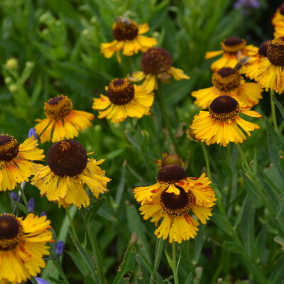 HELENIUM 'Fata Morgana'