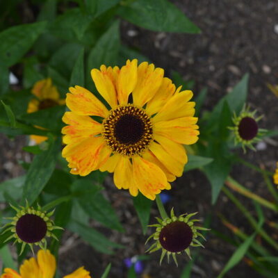 HELENIUM 'Gartensonne'