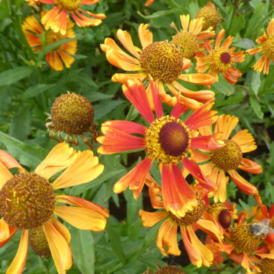 HELENIUM 'Gay-Go-Round'