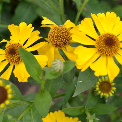 HELENIUM 'Gelbe Waltraut'