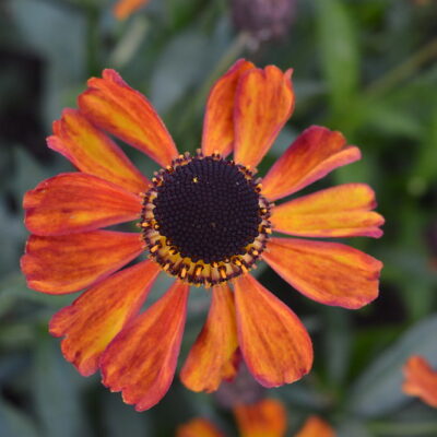 HELENIUM 'Julisamt'