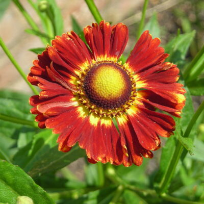 HELENIUM 'Konigstiger' (Mail Order)
