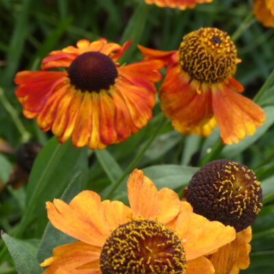 HELENIUM 'Luc'