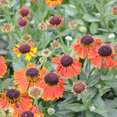 HELENIUM 'Mardi Gras'