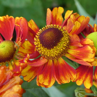 HELENIUM 'Ragamuffin'