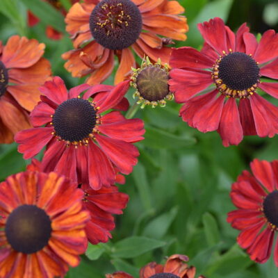 HELENIUM 'Red Army'
