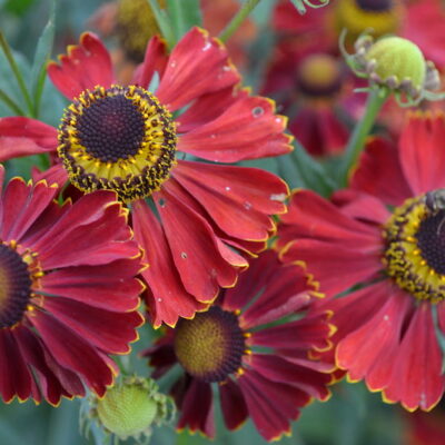 HELENIUM 'Red Jewel'