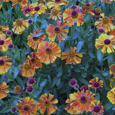 HELENIUM 'Waltraut'