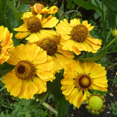 HELENIUM 'Zimbelstern'