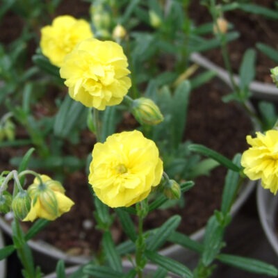 HELIANTHEMUM 'Jubilee'