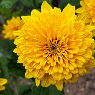 HELIANTHUS 'Soleil d'Or'