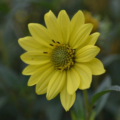 HELIANTHUS 'Dorian Roxburgh'