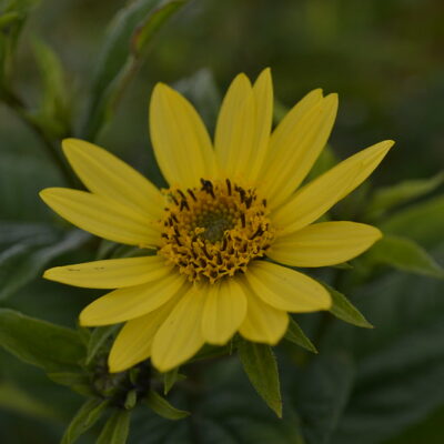 HELIANTHUS 'Lemon Queen'