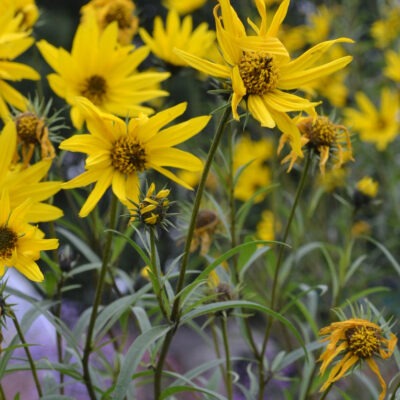 HELIANTHUS x kellermanii