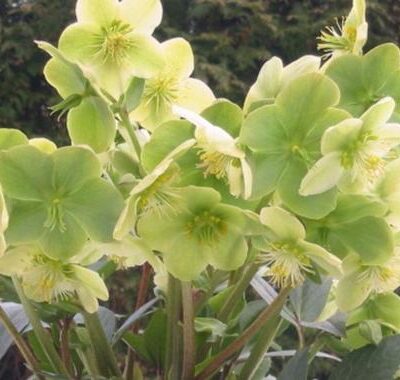 HELLEBORUS x ericsmithii 'Snow Love'