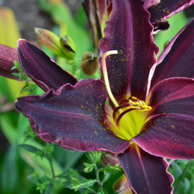 HEMEROCALLIS 'Apple Court Damson'