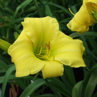 HEMEROCALLIS 'Berlin Lemon'