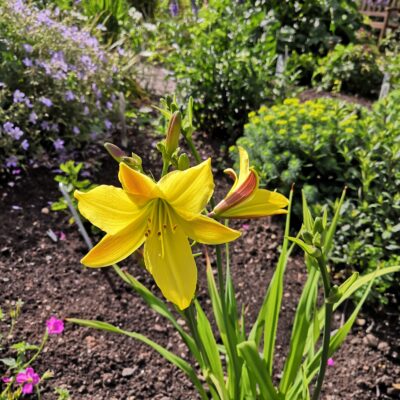 HEMEROCALLIS 'Lemon Bells'