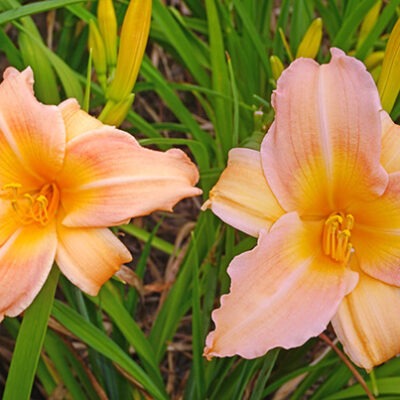 HEMEROCALLIS 'Mini Pearl'