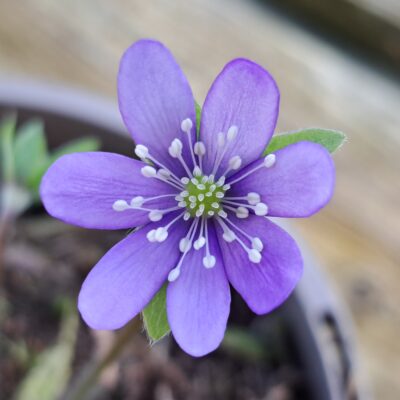 HEPATICA nobilis