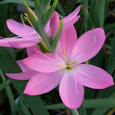 HESPERANTHA coccinea 'Big Moma'
