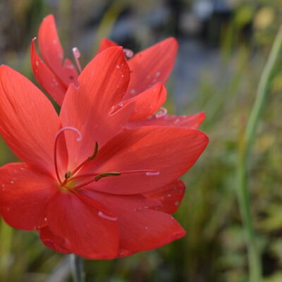 HESPERANTHA coccinea 'Major'