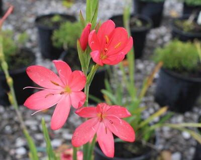 HESPERANTHA coccinea 'Professor Barnard'