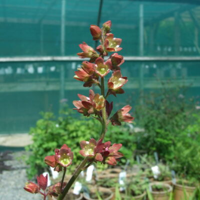 HEUCHERA 'Brownfinch'
