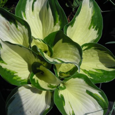 HOSTA 'Fire and Ice'