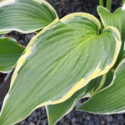 HOSTA 'Yellow River'