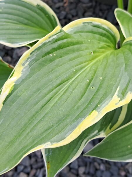 HOSTA 'Yellow River'
